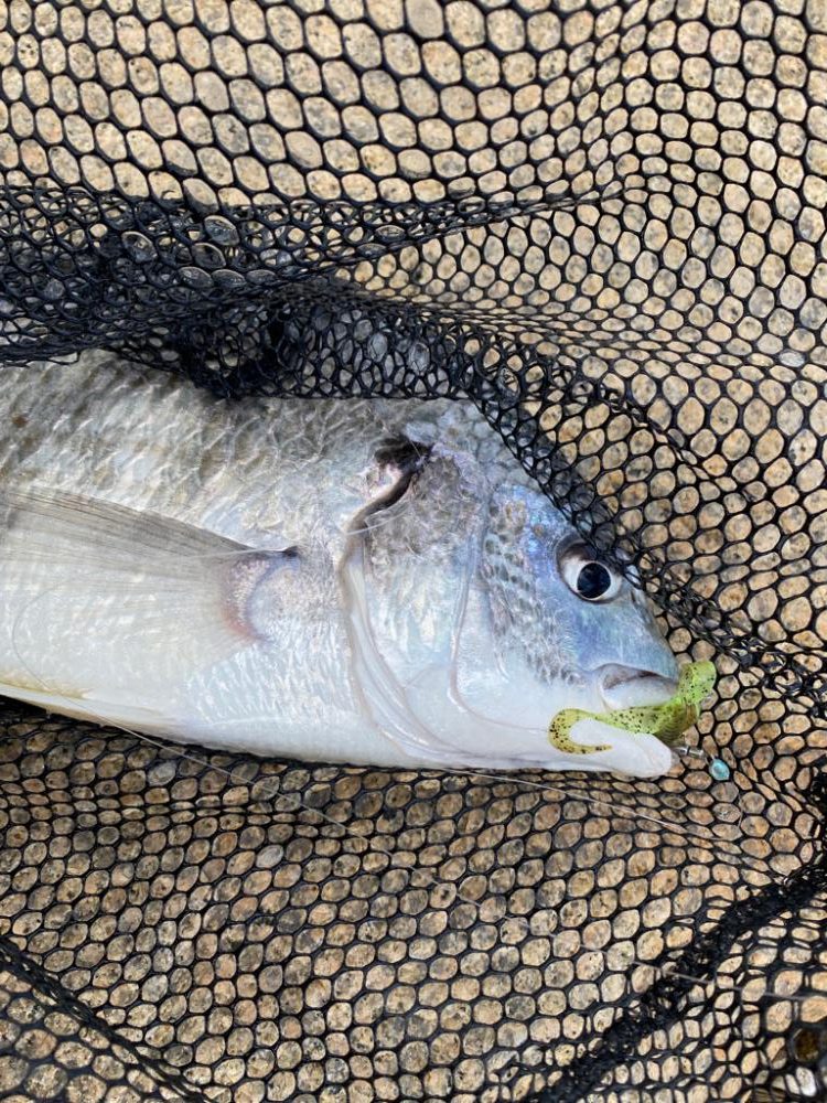 淀川ブリームゲーム 22年ファーストフィッシュ