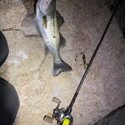 シーバスだらけ