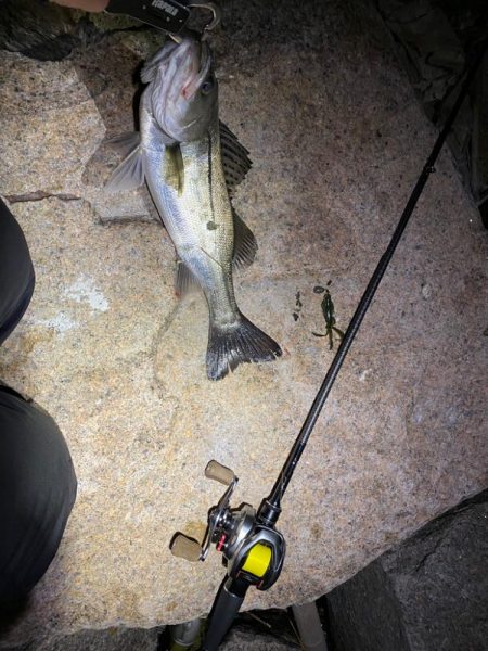 シーバスだらけ