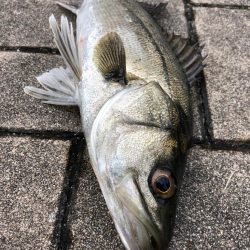 時短でセイゴ釣り