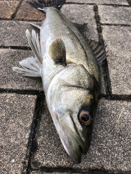 時短でセイゴ釣り