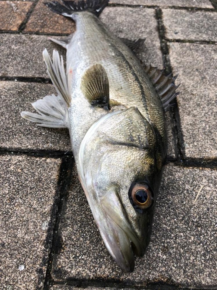 時短でセイゴ釣り