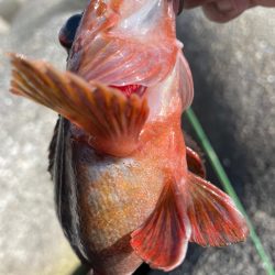 厳しい穴釣り#8