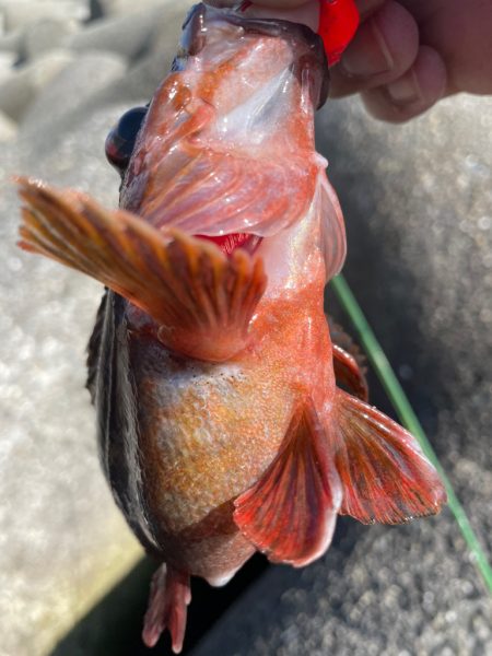 厳しい穴釣り#8