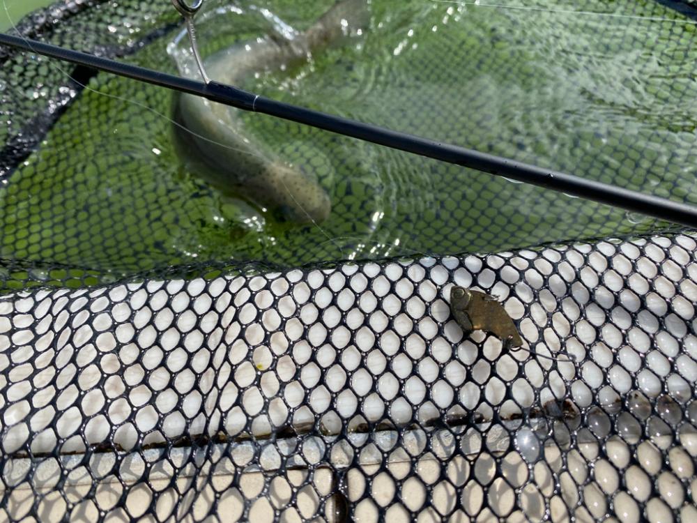 かめプー　エリアトラウト