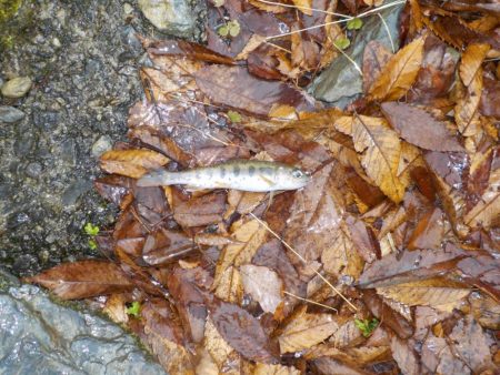 美山今シーズン初釣行