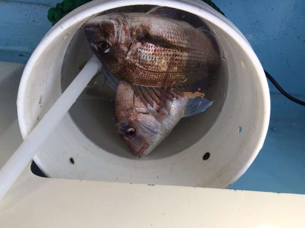 鹿児島湾の乗っ込みマダイ