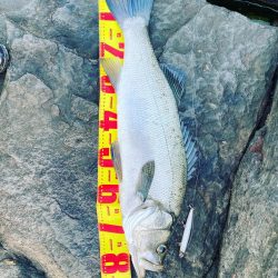 ランカーヒラスズキ！！82cm