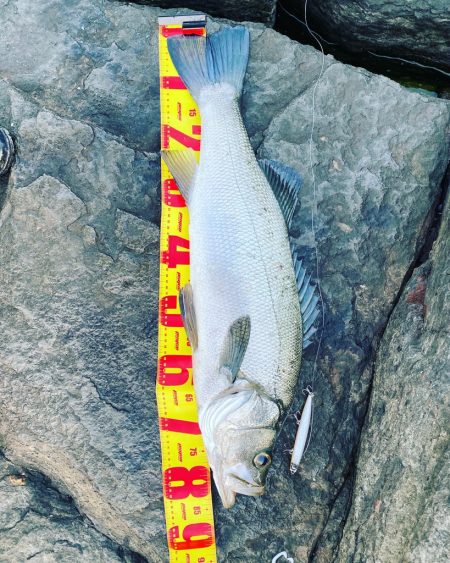 ランカーヒラスズキ！！82cm