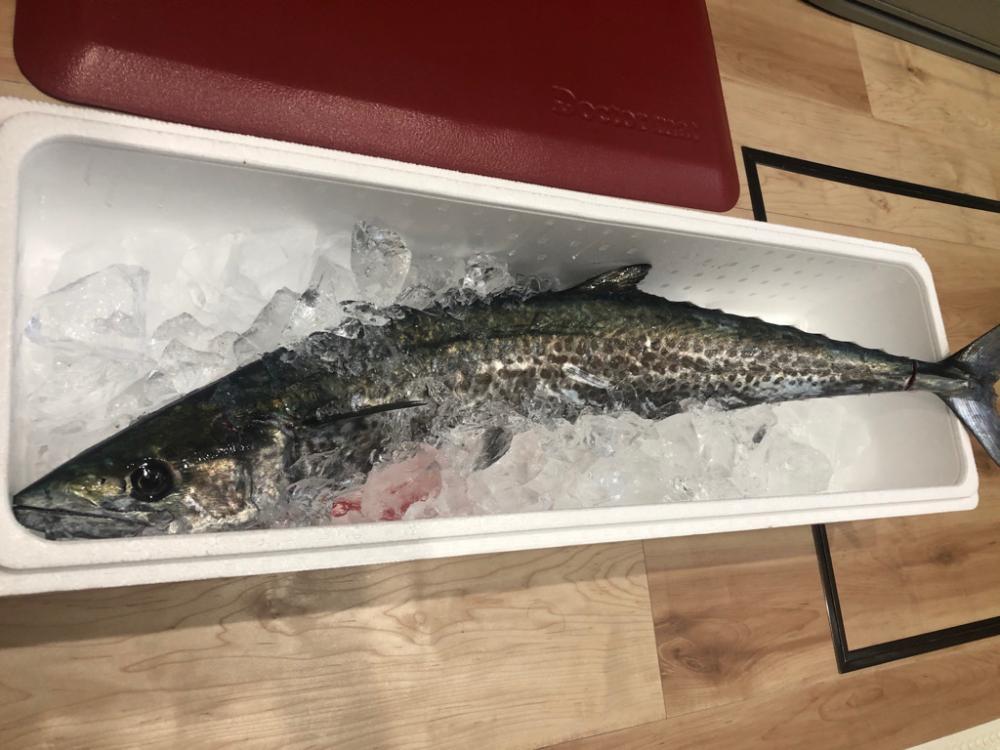 折れたシーバスロッドと引き換えに…