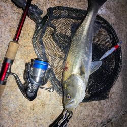 淀川　シーバス　