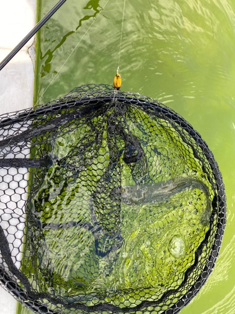 かめプー　亀岡市　簡単に釣れる