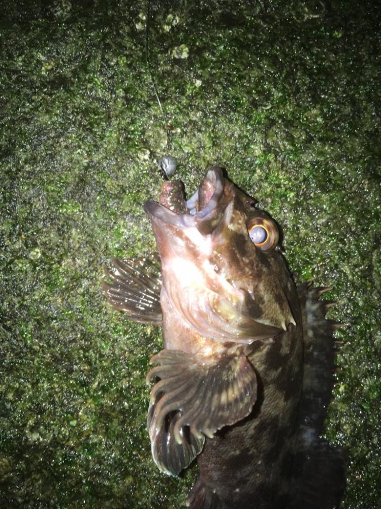 散歩フィッシング