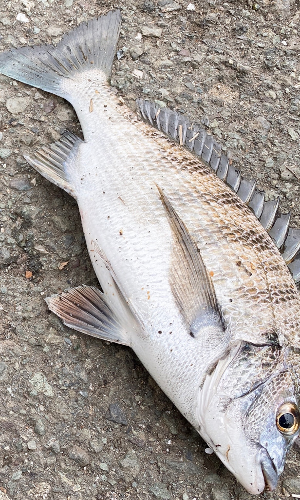 小ぶりなチヌちゃん