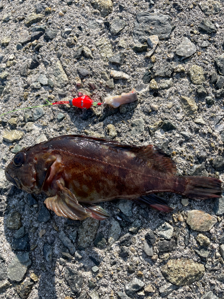 厳しい穴釣り#7