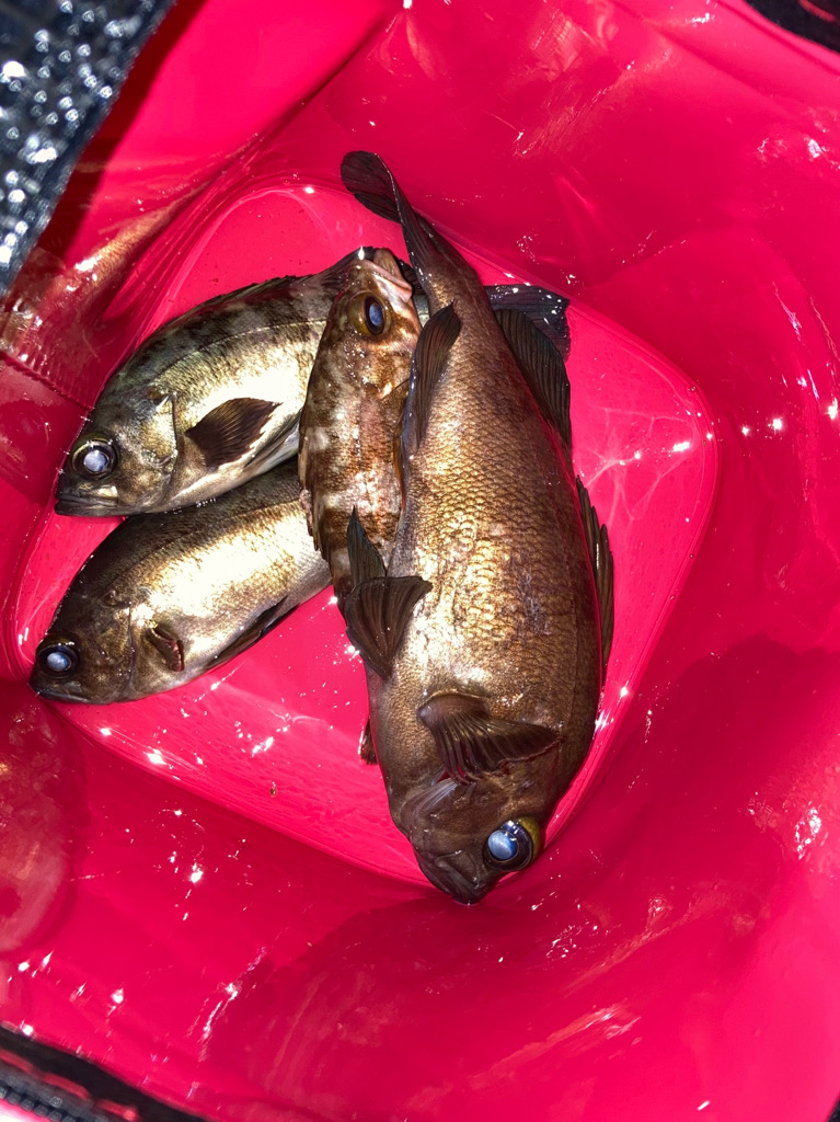 まもなくハイシーズン