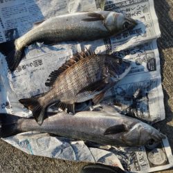 朝からエビ撒き