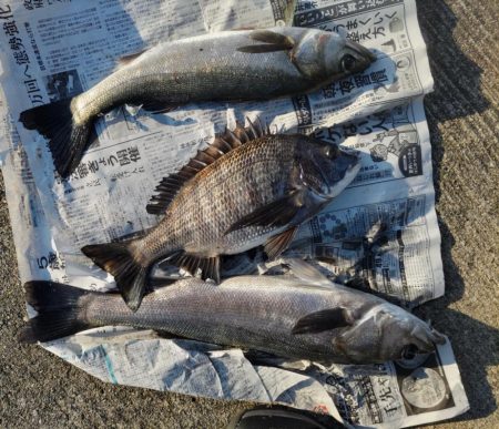 朝からエビ撒き