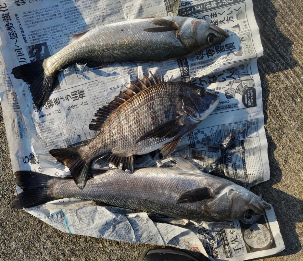 朝からエビ撒き