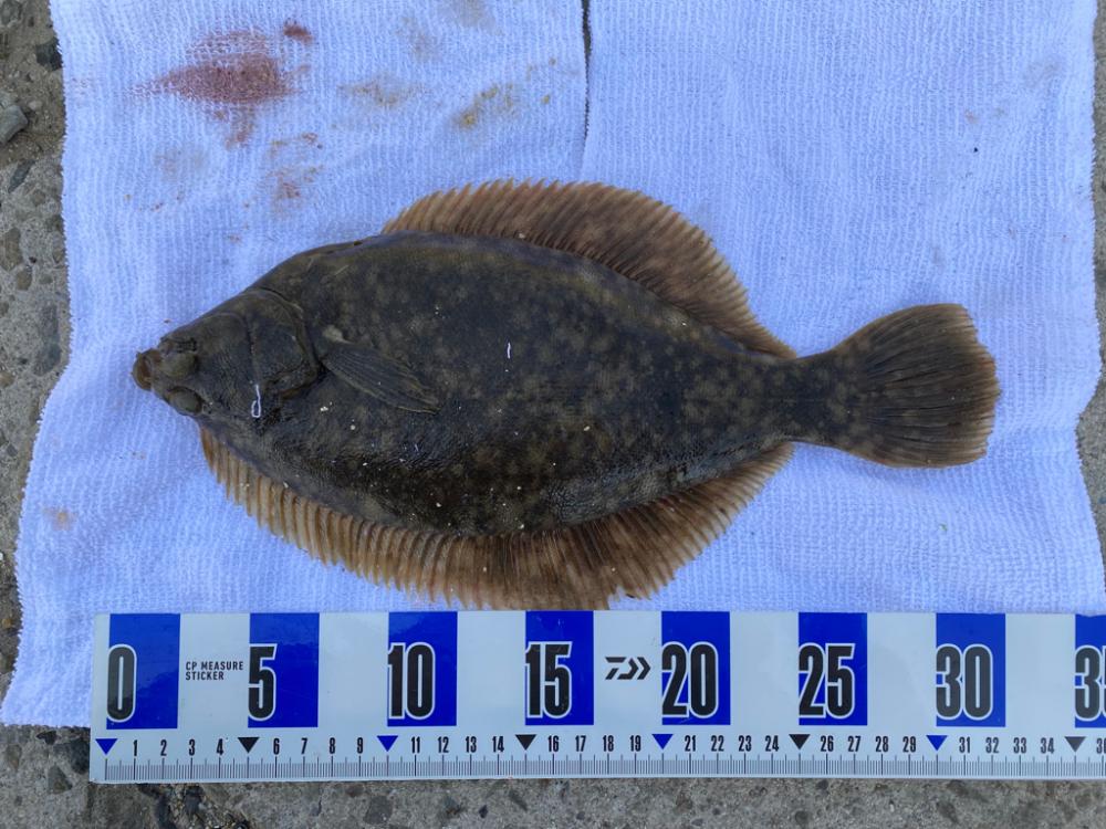 花見カレイ狙い　投げ釣り