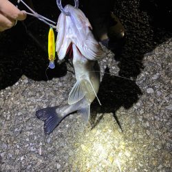 シーズン開幕！？