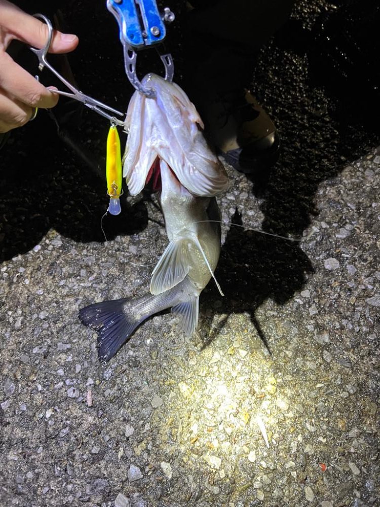 シーズン開幕!?