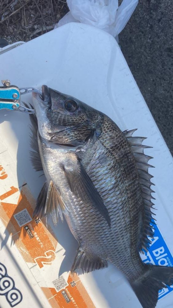 またまたフカセ釣り