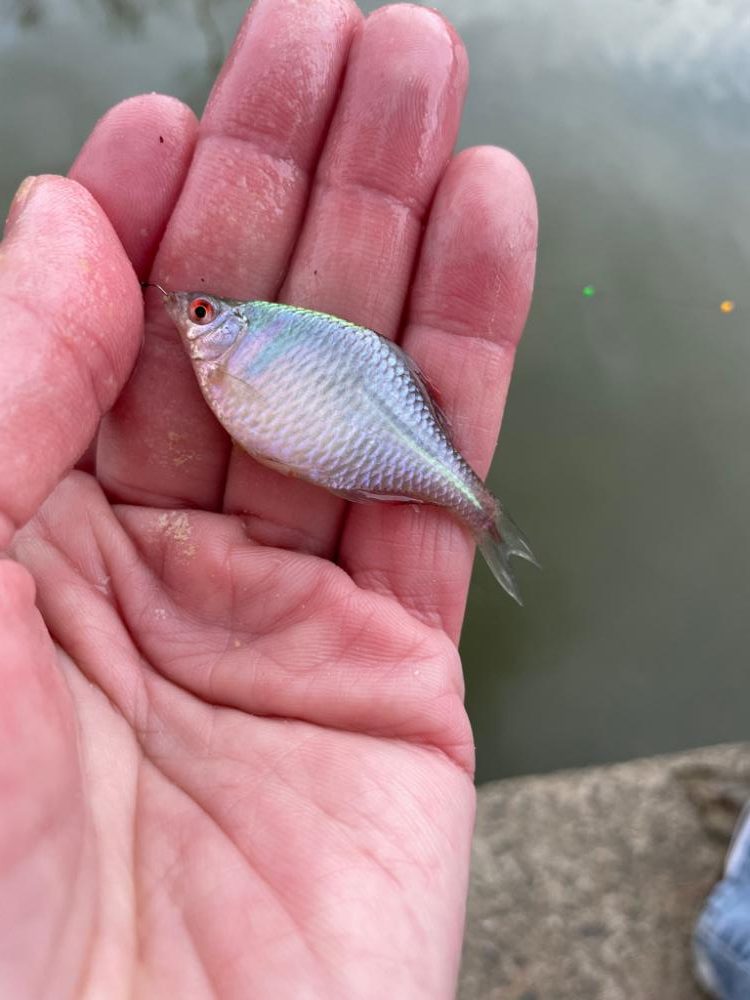 寒かったタナゴ釣り