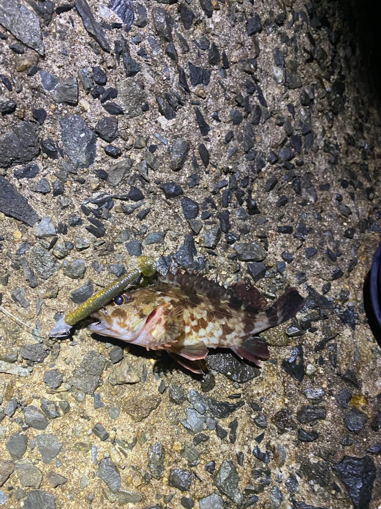 ガシラでボウズ逃れ