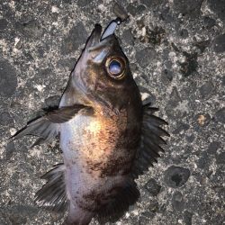 水温が下がる中でのメバルはどうなのか調査へ