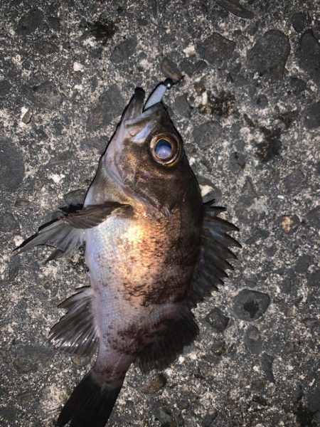 水温が下がる中でのメバルはどうなのか調査へ