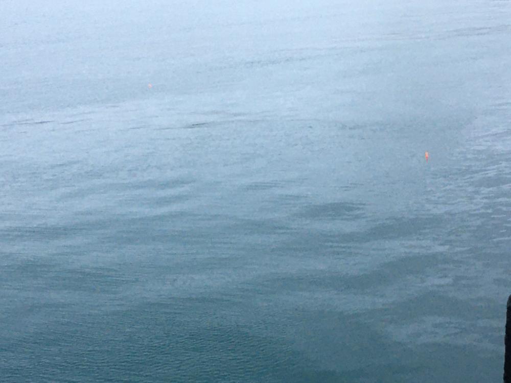 フィッシュイーターハンティング