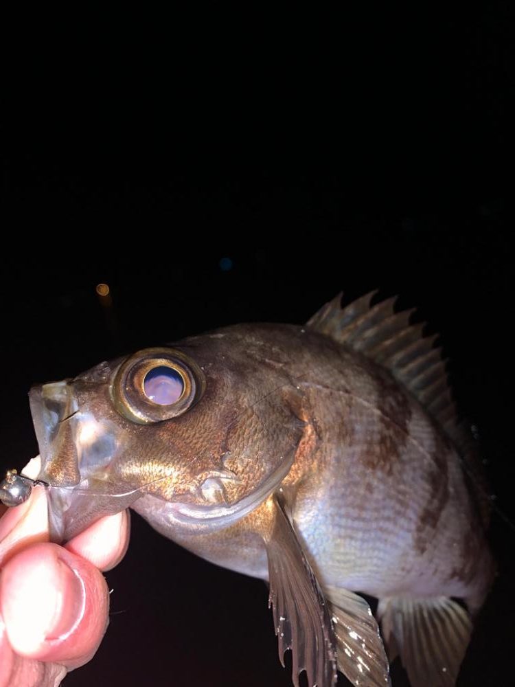 連れてかれてなんとか釣れた。