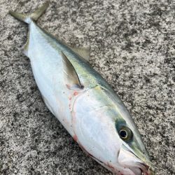 今年初ショア青物！