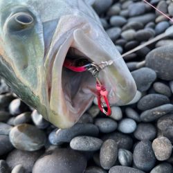 ジャックアイTGスイムをメジロが丸のみ