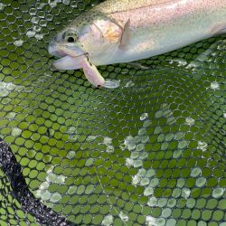 かめプー　鱒釣り