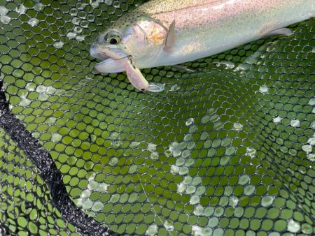 かめプー　鱒釣り