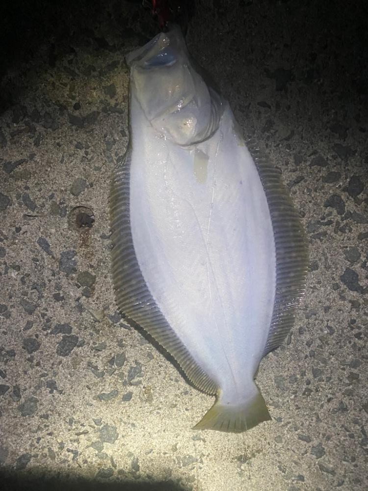 ヒラメ・シーバス