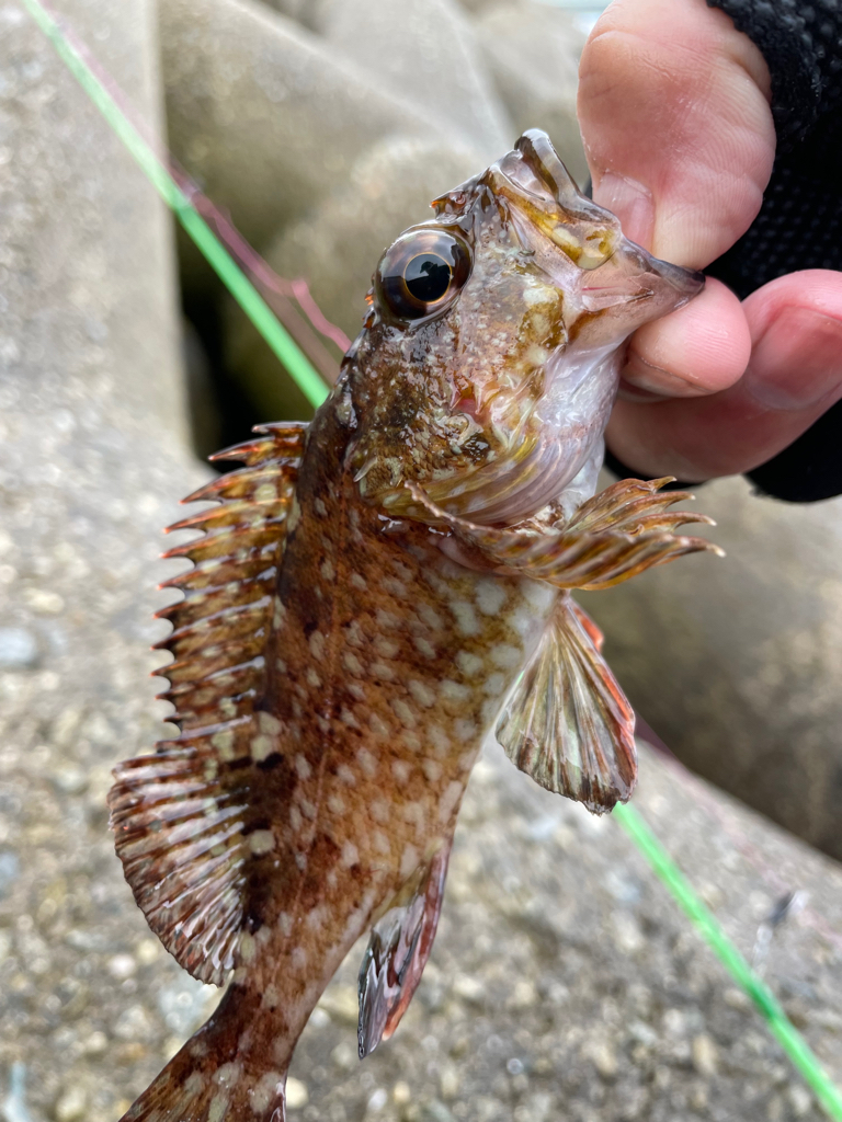 厳しい穴釣り#11