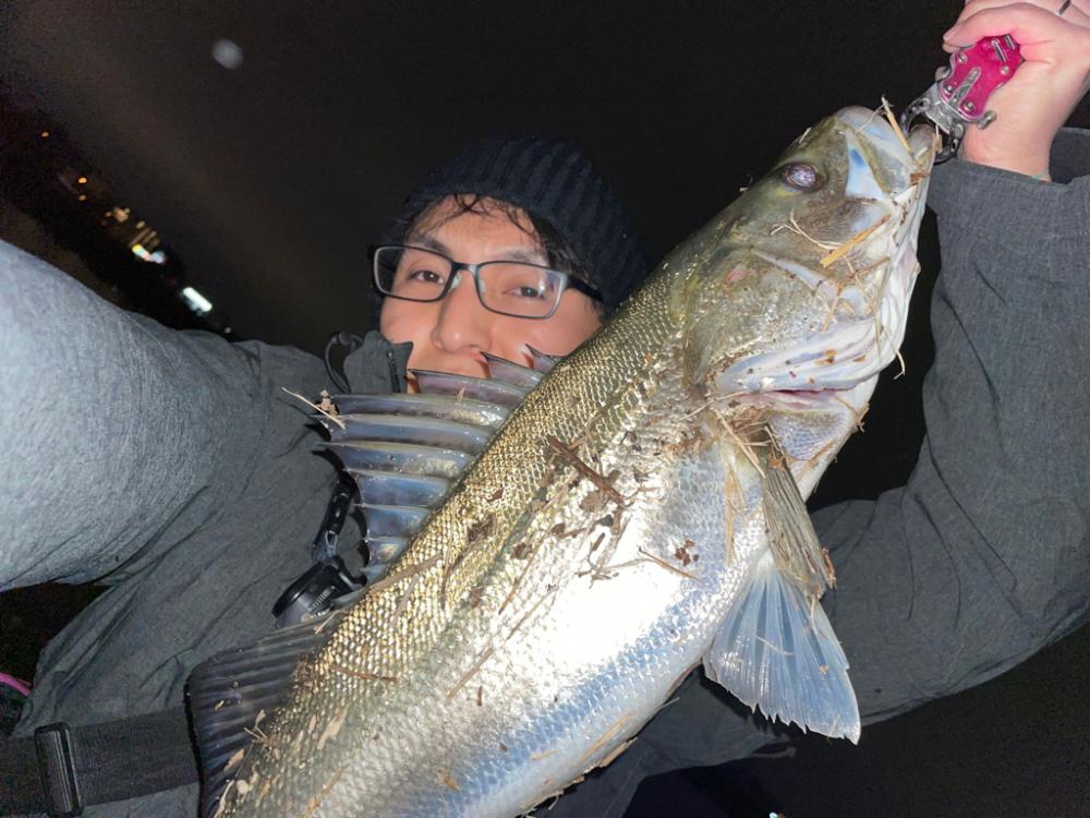 埼玉のバチ抜けシーバス