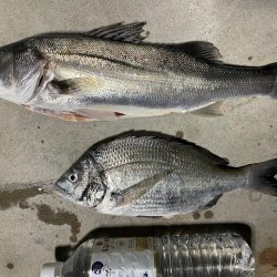 初めてのチヌジギング