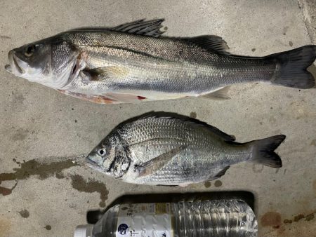 初めてのチヌジギング