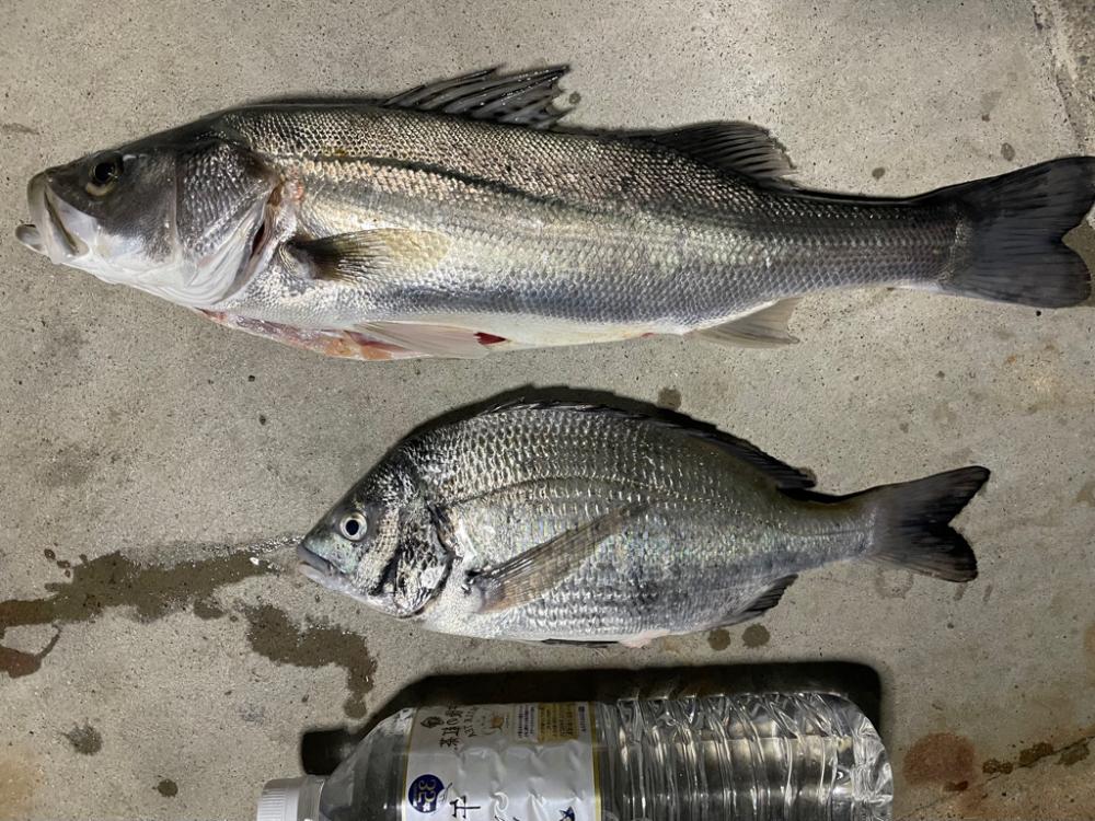 初めてのチヌジギング