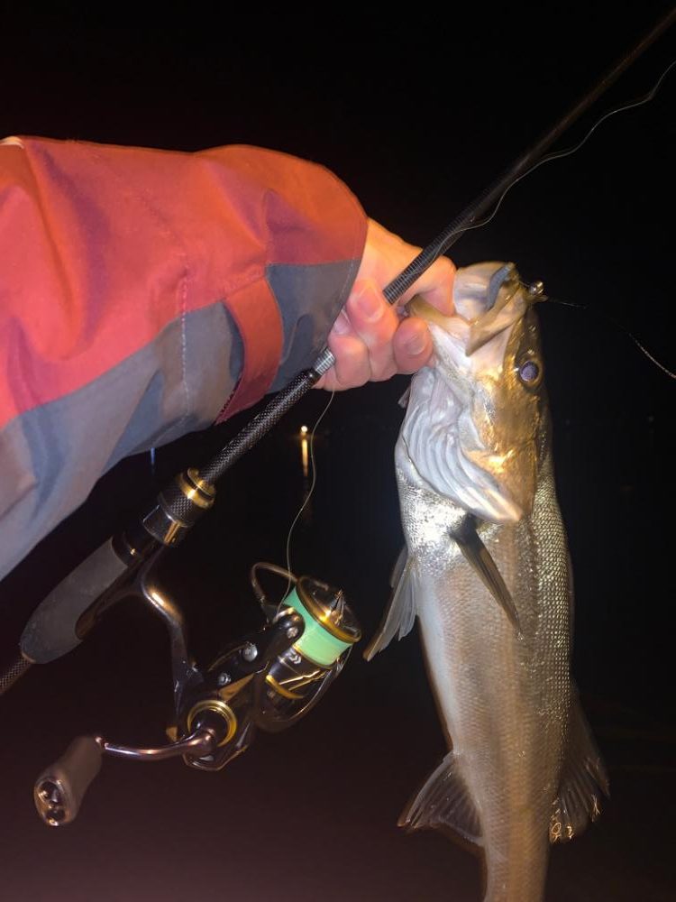 メバリングしたらまさかのシーバス