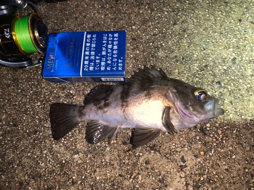 メバル26 +タケノコメバル1