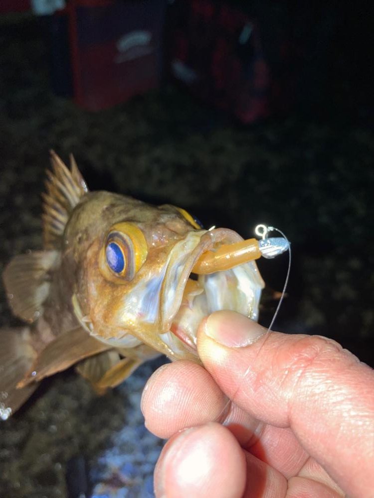 【メバリング】淡路フロートフィッシング