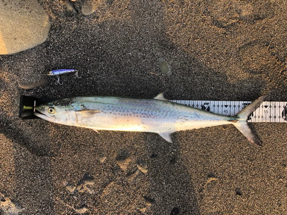 天草苓北町のサーフ