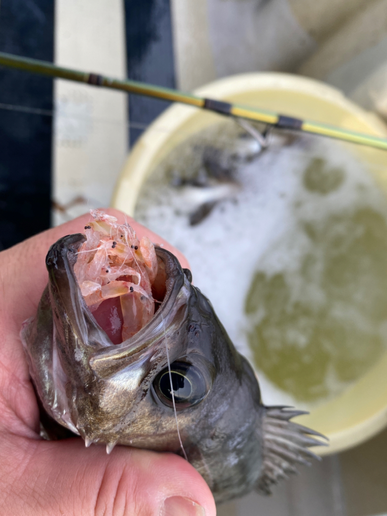 鯛サビキ