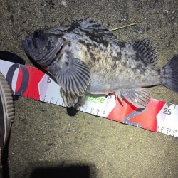 たけのこメバル