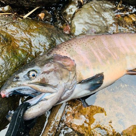 【管理釣り場】木郷滝自然つりセンターで40…